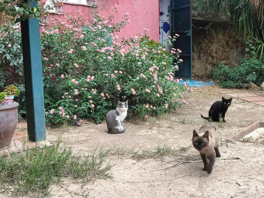 Casa Rural En El Campo Con Animales, Piscina Y Barbacoa Альмодовар-дель-Рио Экстерьер фото