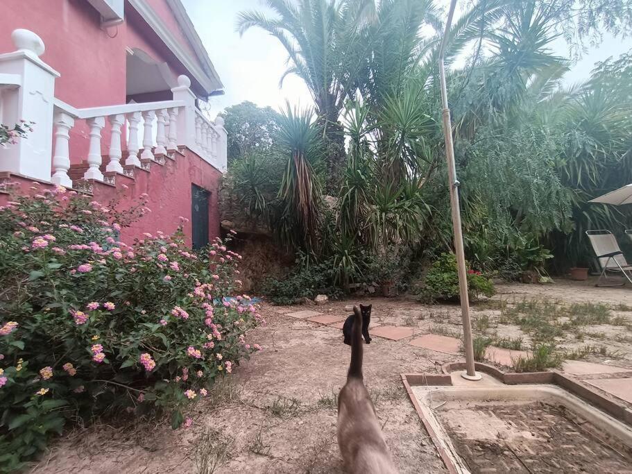 Casa Rural En El Campo Con Animales, Piscina Y Barbacoa Альмодовар-дель-Рио Экстерьер фото